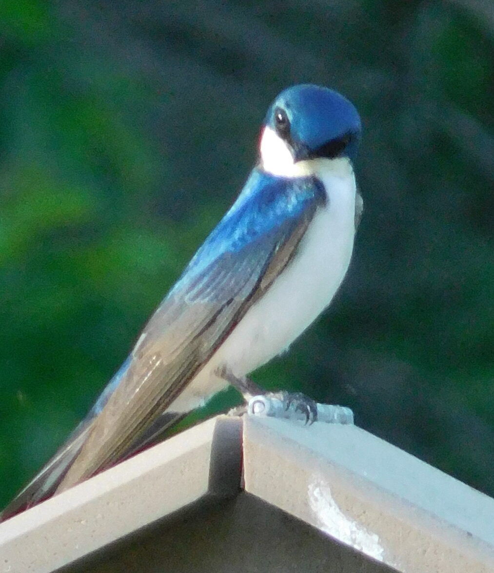 Morning Bird Walk