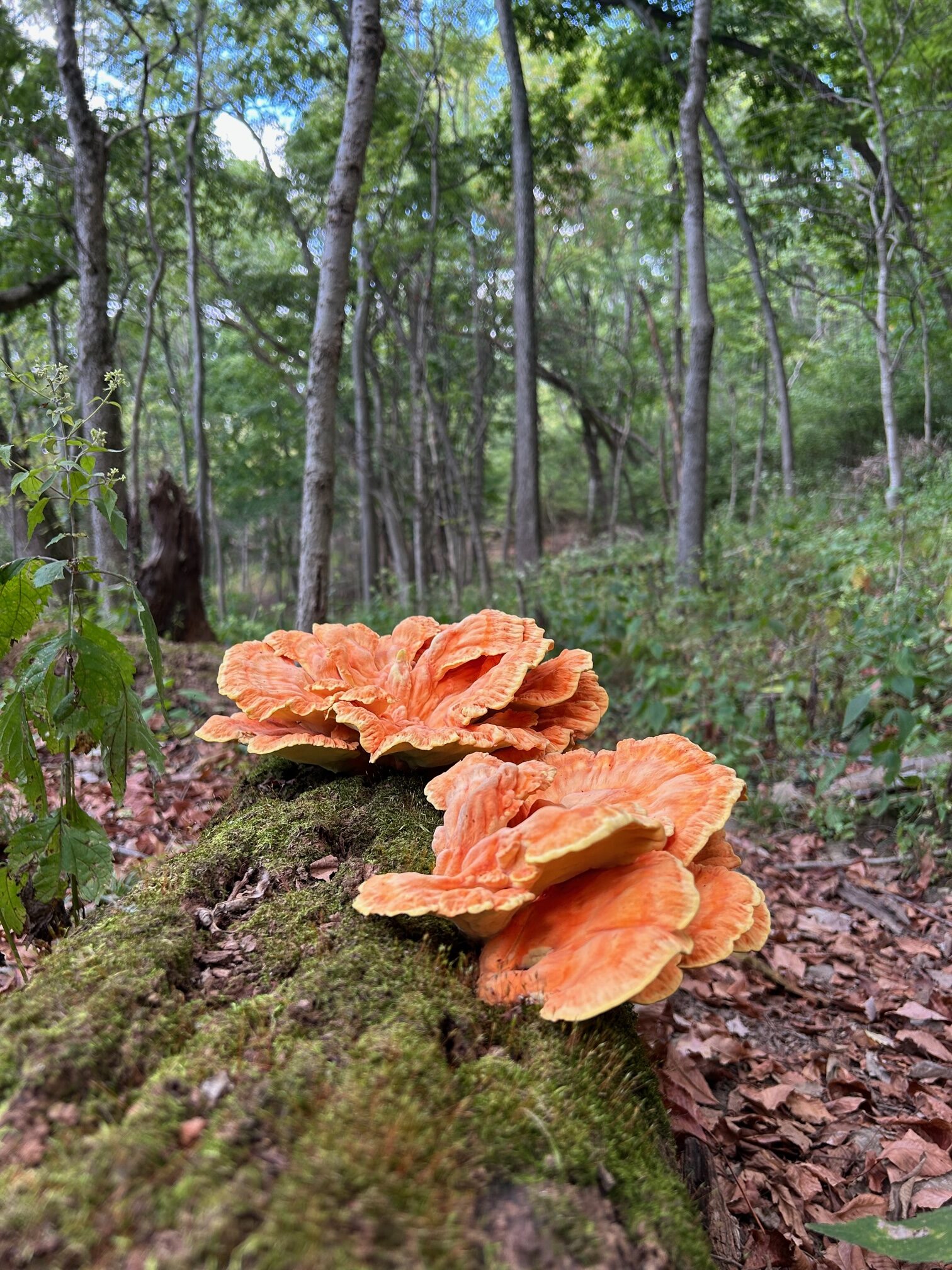 Habitat Restoration & Lunch