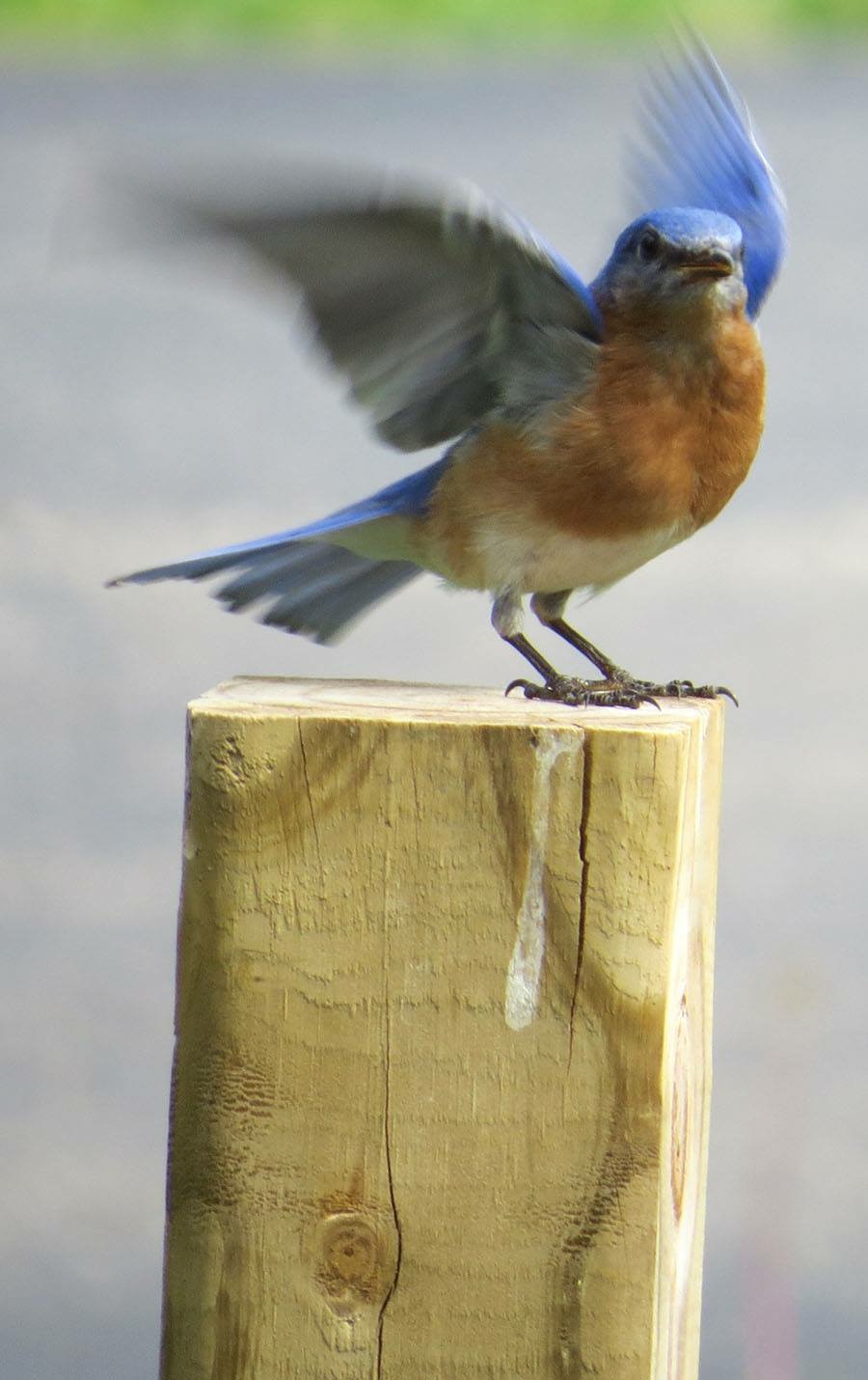 Morning Bird Walk