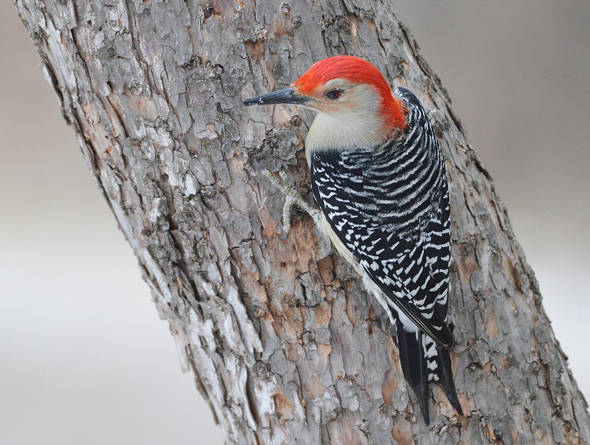 Holiday Bird Walk