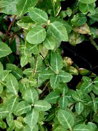 Know Your Invasive Species Series: Winter Creeper