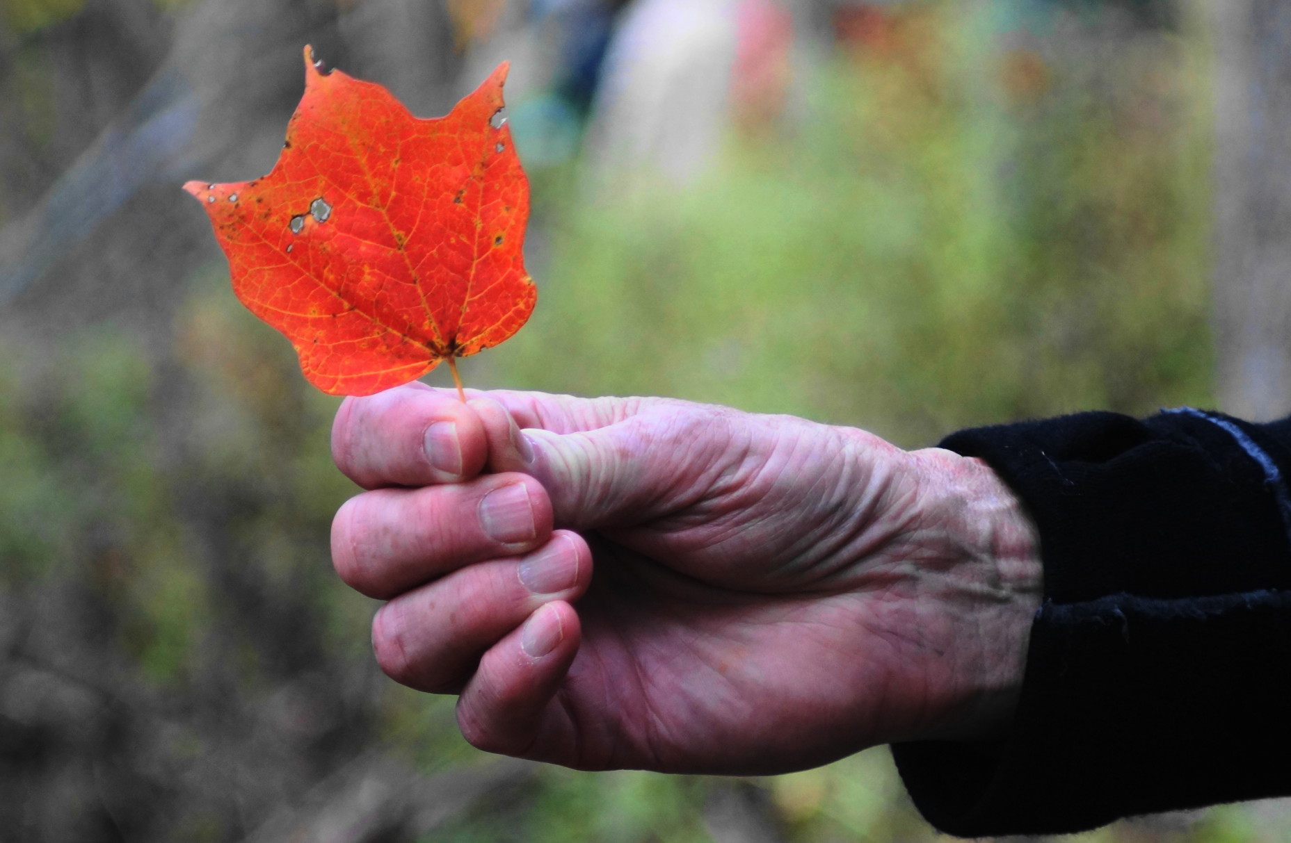 Fall Color Hike