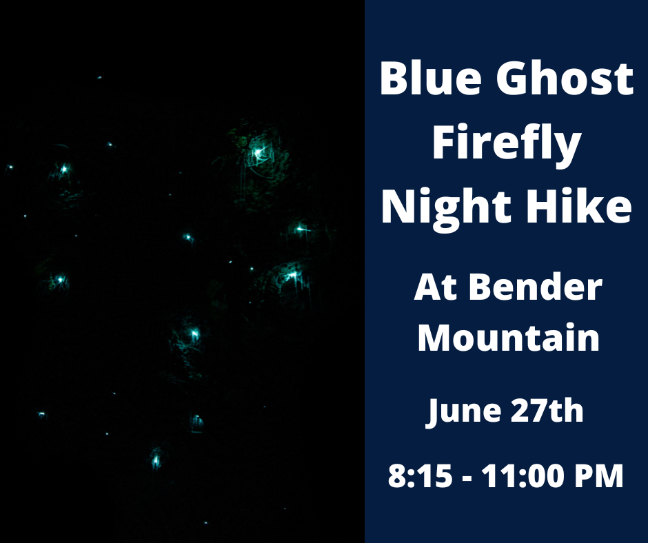 Blue Ghost Firefly Night Hike