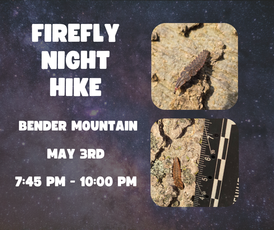 Firefly Night Hike