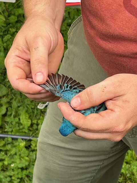 Bird Banding With Adam – Wwc