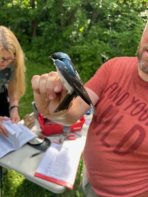 Bird Banding with Adam