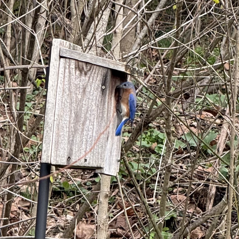 Bird Walk with Kathi Hutton