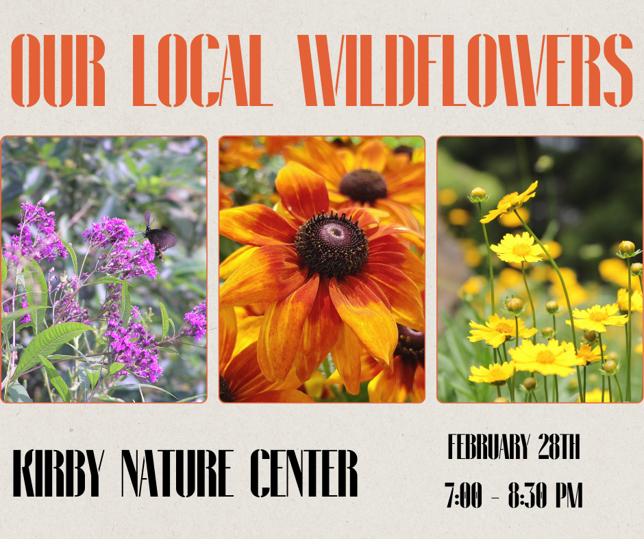 Our Local Wildflowers with Meg Riestenberg