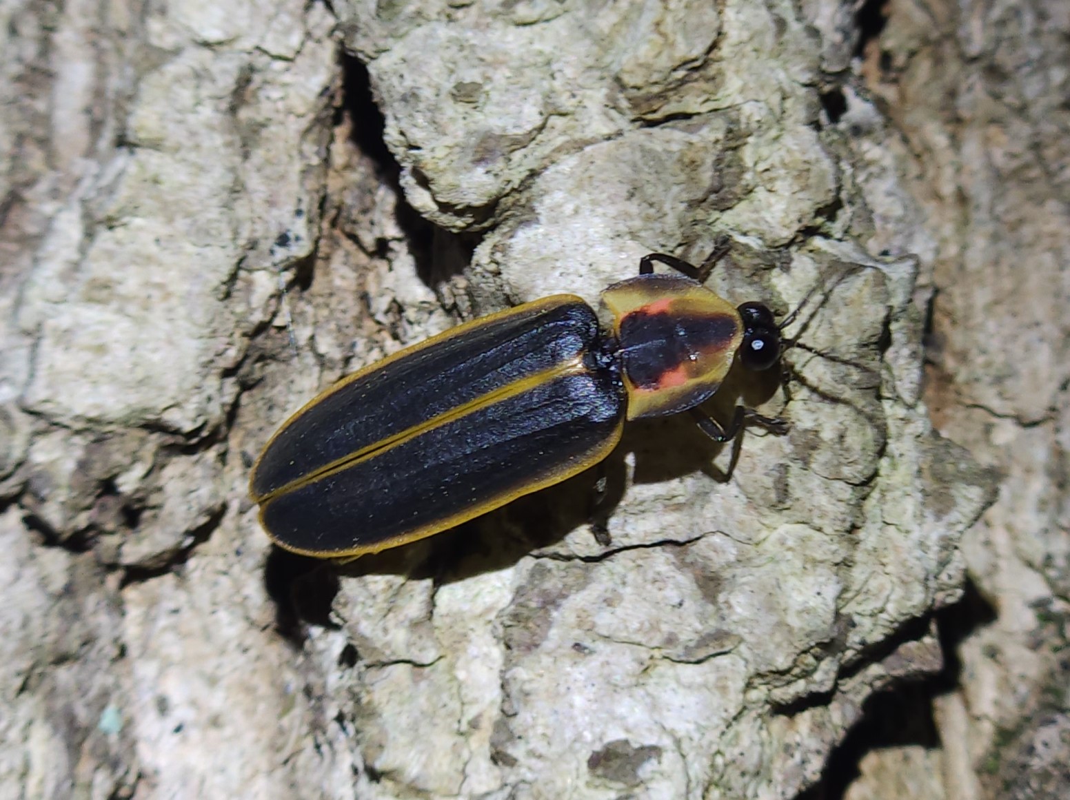 Firefly Night Hike