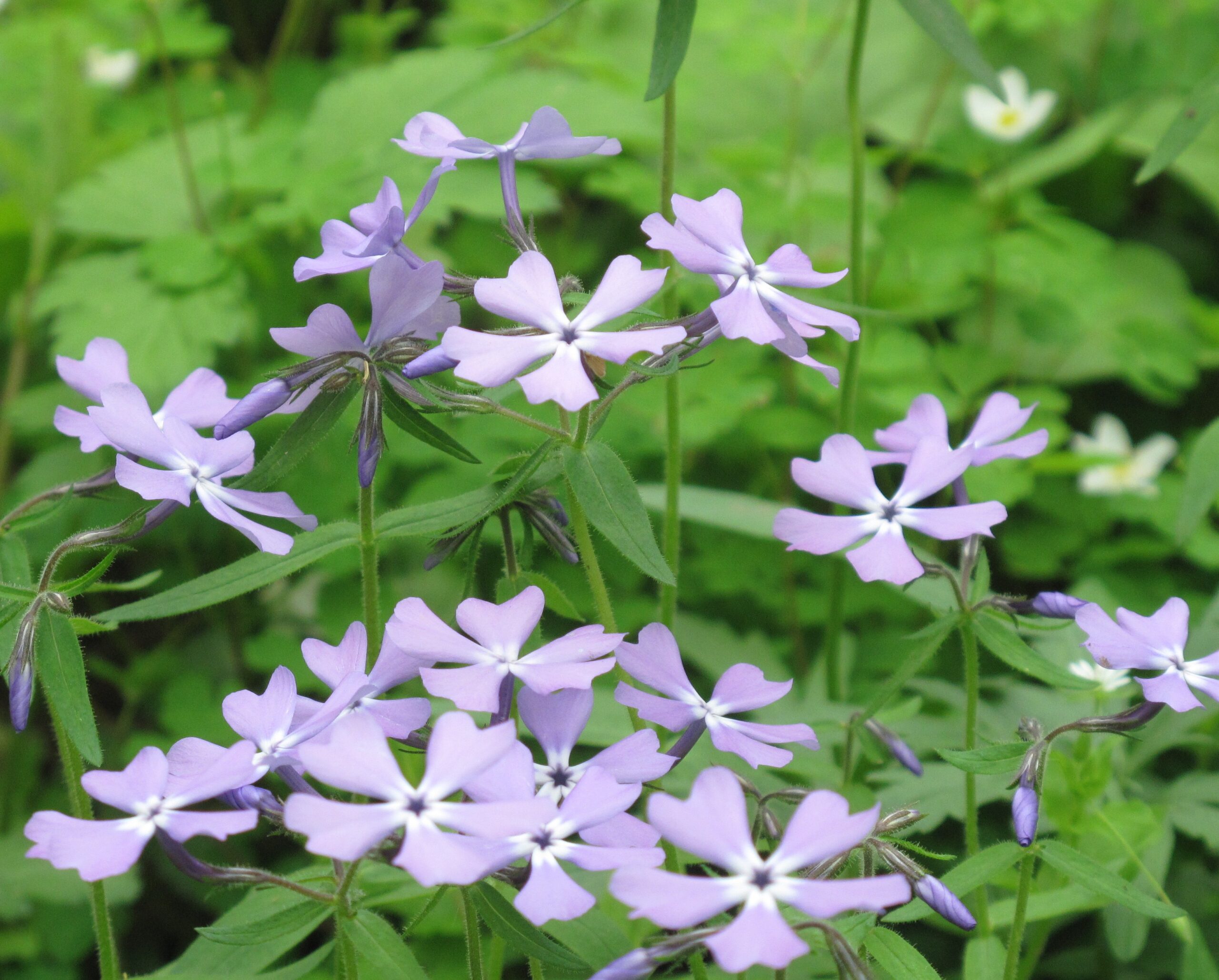 Our Local Wildflowers with Meg Riestenberg