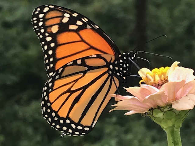 Planting for Pollinators