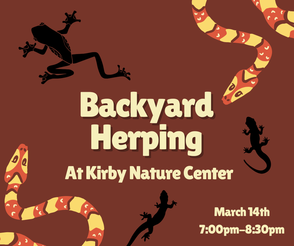 Backyard Herping with Dean Alessandrini at Kirby